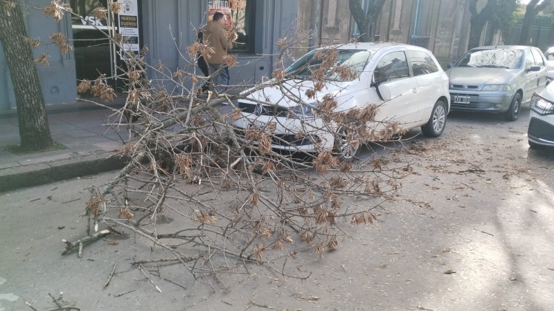 Cay� una rama sobre un auto en Alsina y General Paz